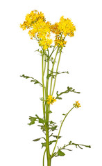 Stem with bright yellow flowers of cressleaf groundsel isolated on white © sbgoodwin
