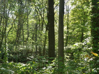 Fototapeta premium path in the forest