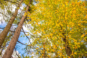 yellow tree in autumn