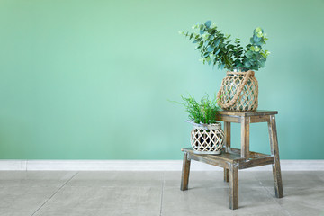 Glass vases with green plants on wooden stool near color wall