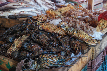 Diverse lobster on the market near the sea, the ocean. Old stalls with fresh marine living crayfish. Asia culture and traditions. Stock photos