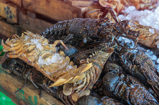 Diverse lobster on the market near the sea, the ocean. Old stalls with fresh marine living crayfish. Asia culture and traditions. Stock photos