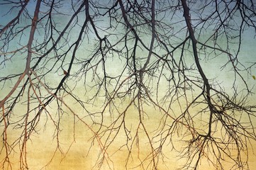 Vintage bare tree in sepia and blue tones. Nature background.