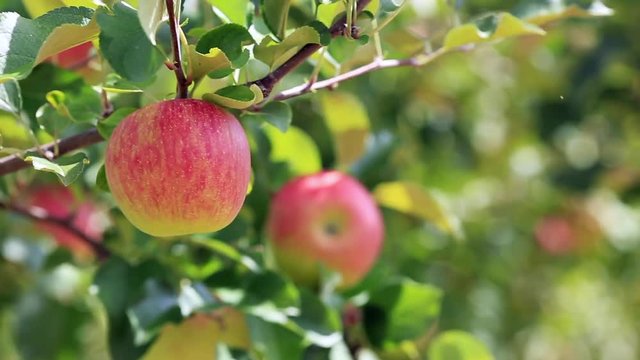 Ripe red apples on plantation against background of apple orchard.