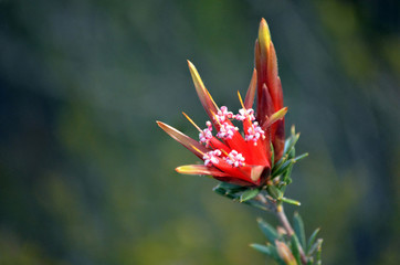 Red flowers of the Australian native Mountain Devil, Lambertia formosa, family Proteaceae, growing in heath, Little Marley Firetrail, Royal National Park, east coast NSW, Australia. 