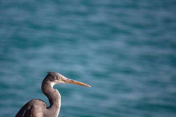 great blue heron 
