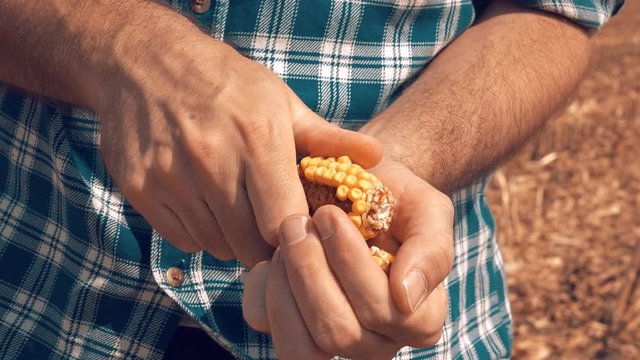 Farmer manually shelling harvested corn, close up of hands