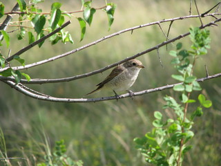 sparrow on branch