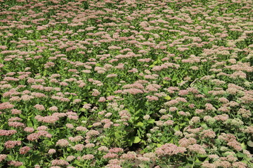rows of green plants in the garden