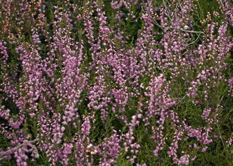 Fototapeta premium die größte zusammenhängende Heidefläche Mitteleuropas 