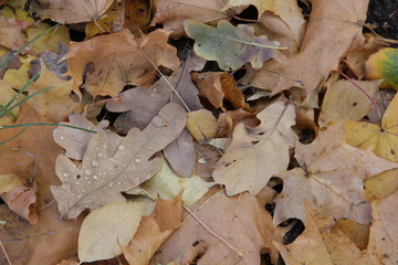 autumn leaves on wooden background