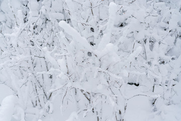 Snow covered branches in winter forest