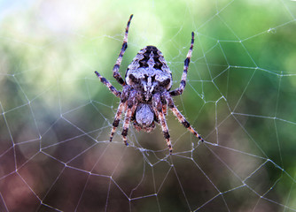 Close up picture of spider with his prey in the net. Green natural background.