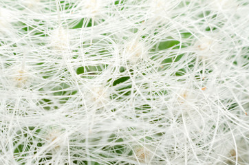 macro of beautiful sharp thorns cactus