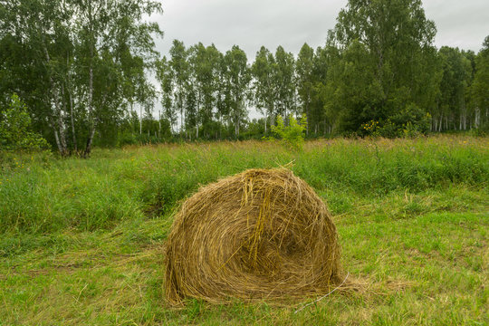 A large haystack of dry hay at the time of harvesting and rolled up on a roll lies on the green grass and nearby lie other haystacks with forest in the background