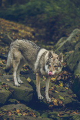 Fototapeta premium Autumn portrait of white, grey, reddish and black Czechoslovakian wolfdog standing on stones covered with yellow and orange leaves, licking with his pink tongue, vertical image, blurry background