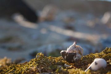hermit crab