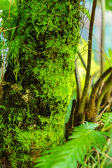 Beautiful fern leaves small in the forest. Selective focus.