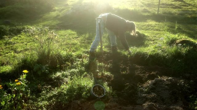 Harvesting homegrown organic potatoes from small garden plot.