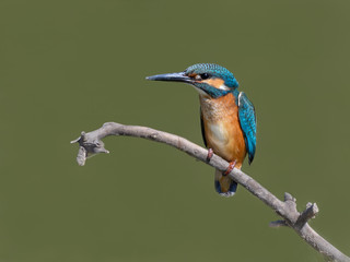 Common Kingfisher Portrait on Green Background