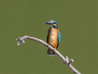 Common Kingfisher Portrait on Green Background
