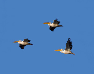 Three White Pelicans in Flight on Blue Sky