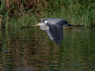 Grey Heron in Flight Over Pond