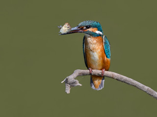Common Kingfisher Holding a Fish, Portrait on Green Background