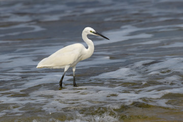 Little Egret Fishing on the Seashore
