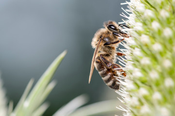 Eine Biene weidet und bestäubt Elfenbein-Mannstreu - Eryngium-Giganteum