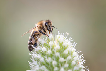 Eine Biene weidet und bestäubt Elfenbein-Mannstreu - Eryngium-Giganteum