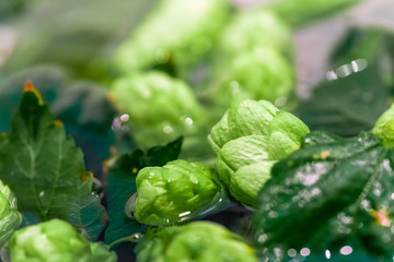 Green fresh hop cones in water for making beer