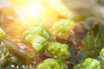 Green fresh hop cones in water for making beer