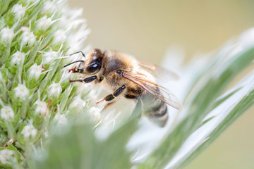 Eine Biene weidet und bestäubt Elfenbein-Mannstreu - Eryngium-Giganteum