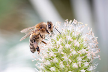 Eine Biene weidet und bestäubt Elfenbein-Mannstreu - Eryngium-Giganteum