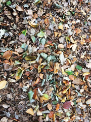 buntes verspieltes Herbstlaub am Boden
