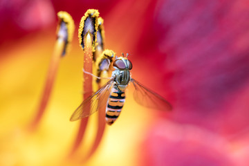 Hainschwebfliege - Episyrphus balteatus in einer Taglilien - Blüte, Hemerocallis