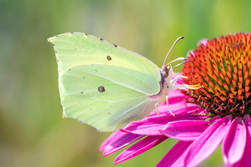 Zitronenfalter - Gonepteryx rhamni saugt mit seinem Rüssel, Nektar aus einen Roten Sonnenscheinhut - Echinacea purpurea