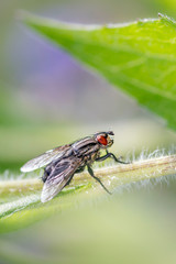 Eine Stubenfliege - Musca domestica ruht auf einem Zweig