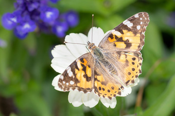Ein Distelfalter - Vanessa Cardui - ruht auf einer Blüte