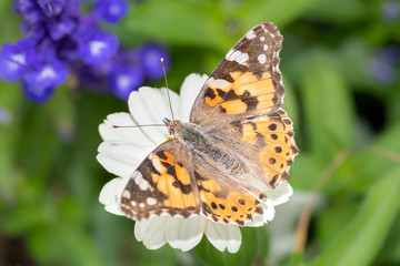 Obraz premium Ein Distelfalter - Vanessa Cardui - ruht auf einer Blüte
