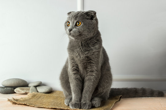 gray scottish fold cat on a white background - Powered by Adobe