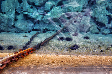 Naklejka premium sea urchins at the coast under water in Croatia
