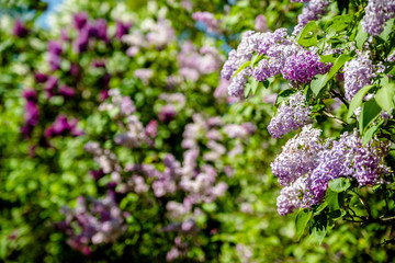 Pink lilac blooms in the Botanical garden 