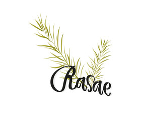 Hand lettering rosemary for logo, poster, website, menu etc. Calligraphic design. Text background. Cooking spice and medicinal plant.