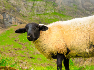 One blackheaded sheep in the mountain with fresh green grass on a sunny summer day.