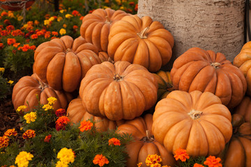Group of flat pumpkins
