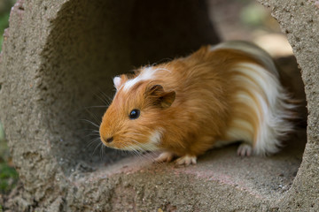 Meerschweinchen