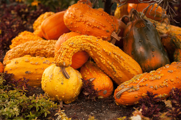 Groups of Pumpkins and gourds