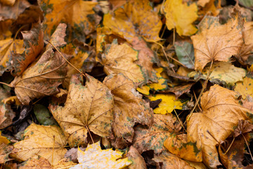 Autumn Leaves Background Texture